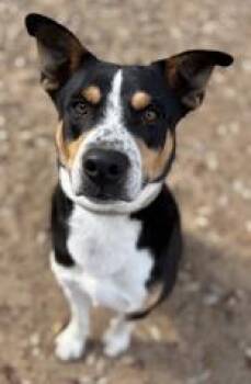 Australian Kelpie Dogs Available for Adoption - Dallas | PetCurious