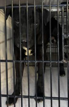 55715723 -  Labrador Retriever and Mixed Breed Dog for Adoption in El Paso, Texas - 55715723 | PetCurious
