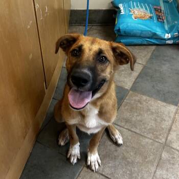 Steven -  Mixed Breed Dog for Adoption in Chattanooga, Tennessee - Steven | PetCurious