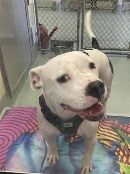 Rescue Pit Bull Terrier Dogs for Adoption in Plano, Texas - Spot A190826 | PetCurious