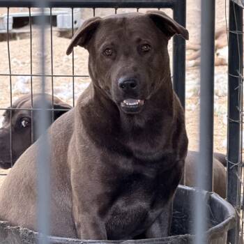 Choco -  Labrador Retriever Dog for Adoption in Columbia, South Carolina - Choco | PetCurious