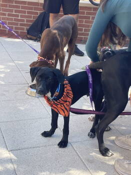 Rescue Labrador Retriever and Hound Dogs for Adoption in Mobile, Alabama - Pavi | PetCurious