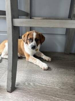 Mixed Breed Dogs Available for Adoption in Fort Worth, Texas - Mara | PetCurious