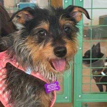Glinda 12171 -  Terrier Dog for Adoption in San Francisco, California - Glinda 12171 | PetCurious