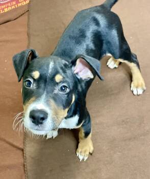 Rescue Boxer Dogs for Adoption in Lacon, Illinois - ABILIO | PetCurious