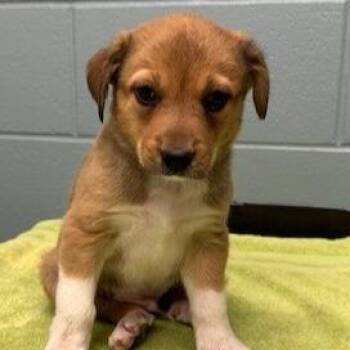 Shepherd and Mixed Breed Dogs Available for Adoption in Kansas City, Missouri - Zolo | PetCurious