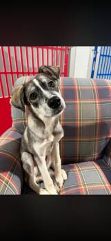 Thelma -  Husky Dog for Adoption in Seaside Heights, New Jersey - Thelma | PetCurious