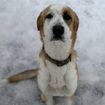 Labrador Retriever Dogs Available for Adoption - MO | PetCurious