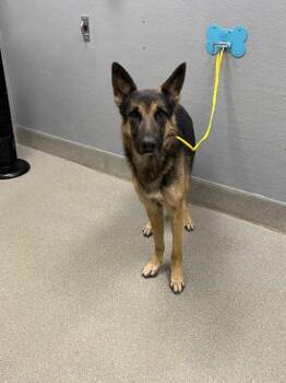 PRINCE -  German Shepherd Dog Dog for Adoption in Las Vegas, Nevada - PRINCE | PetCurious