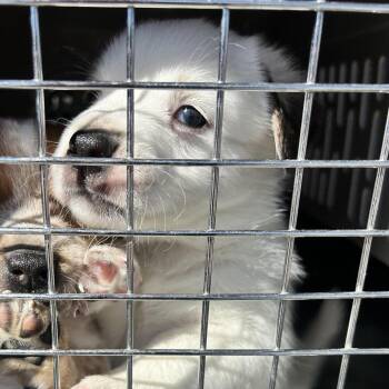 Danny -  Cattle Dog and Chihuahua Dog for Adoption in Durango, Colorado - Danny | PetCurious
