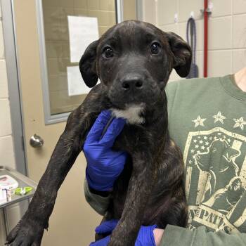 Pit Bull Terrier Dogs Available for Adoption in Kearney, Nebraska - Bonsai | PetCurious