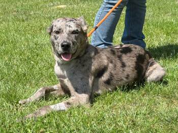 Smoke Show -  Catahoula Leopard Dog Dog Available for Adoption in Meherrin, Virginia - Smoke Show | PetCurious