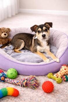 German Shepherd Dog and Siberian Husky Dogs Available for Adoption - Peaches | PetCurious