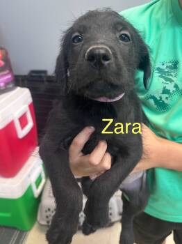 Zara K -  Labradoodle and American Bulldog Dog for Adoption in Dyersburg, Tennessee - Zara K | PetCurious