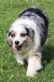 Fluffy -  Australian Shepherd Dog for Adoption in Neosho, Missouri - Fluffy | PetCurious