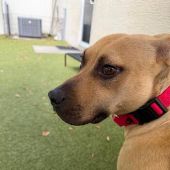 Barista -  Mixed Breed Dog for Adoption in Titusville, Florida - Barista | PetCurious