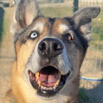 Mixed Breed Dogs Available for Adoption - Kilo | PetCurious