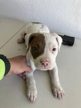 Mixed Breed Dogs Available for Adoption - MEGAN | PetCurious