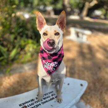 Rescue Labrador Retriever and Mixed Breed Dogs for Adoption in Clearwater, Florida - Rosie | PetCurious