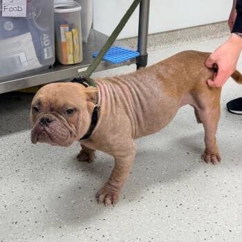 Philbert -  English Bulldog and Mixed Breed Dog for Adoption in Indianapolis, Indiana - Philbert | PetCurious