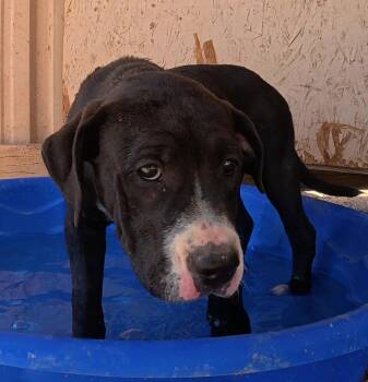 Dumpling -  Mastiff Dog for Adoption in San Tan Valley, Arizona - Dumpling | PetCurious