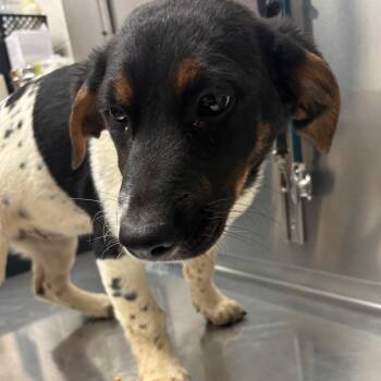 Mixed Breed Dogs Available for Adoption - Curling | PetCurious