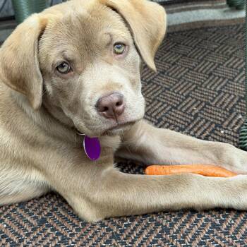 Willow - In Vermont -  Labrador Retriever Dog Available for Adoption in Waitsfield, Vermont - Willow - In Vermont | PetCurious