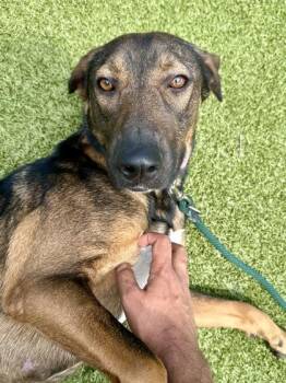 Mixed Breed Dogs Available for Adoption in Wichita, Kansas - Luna | PetCurious