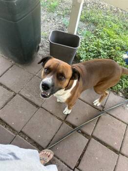 PACO -  Boxer Dog for Adoption in San Antonio, Texas - PACO | PetCurious