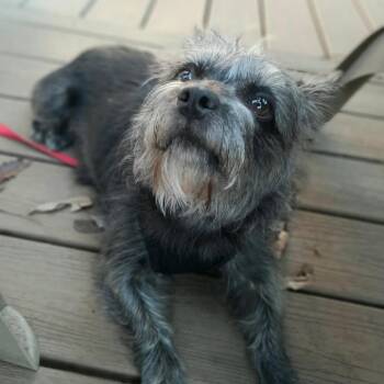 Lily -  Cairn Terrier Dog for Adoption in Olathe, Kansas - Lily | PetCurious