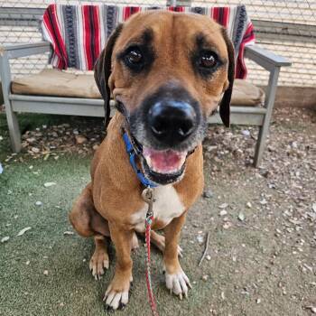 Low Key -  Rhodesian Ridgeback and Black Mouth Cur Dog for Adoption in Austin, Texas - Low Key | PetCurious