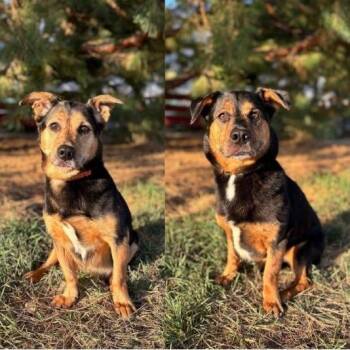 Kohlrabi--In Foster -  Dachshund and Beagle Dog for Adoption in Fargo, North Dakota - Kohlrabi--In Foster | PetCurious