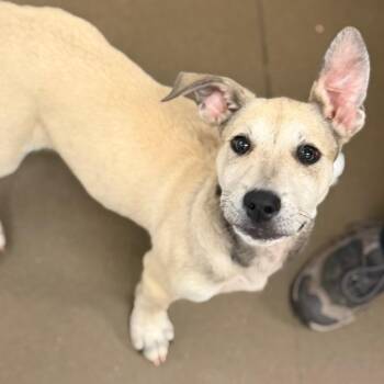 Enchant -  Mixed Breed Dog for Adoption in Asheville, North Carolina - Enchant | PetCurious