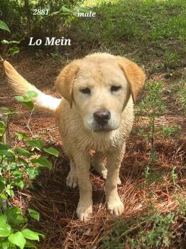 Lo Mein -  Retriever and Terrier Dog for Adoption in Bloomfield, Connecticut - Lo Mein | PetCurious