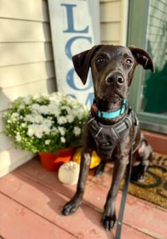 Hank -  Black Labrador Retriever Dog for Adoption in Avondale, Pennsylvania - Hank | PetCurious