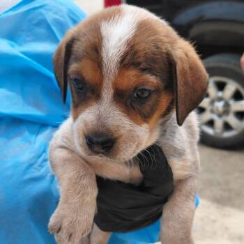 Dixie 3324 -  Bluetick Coonhound and Mixed Breed Dog for Adoption in Loxahatchee Groves, Florida - Dixie 3324 | PetCurious