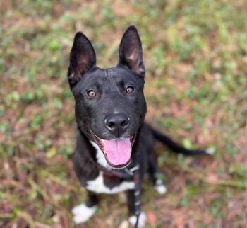Mixed Breed Dogs Available for Adoption - MONA | PetCurious