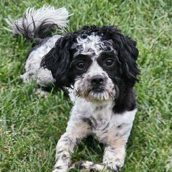 Rescue Shih Poo and Shih Tzu Dogs for Adoption in Cedar Rapids, Iowa - Puff | PetCurious