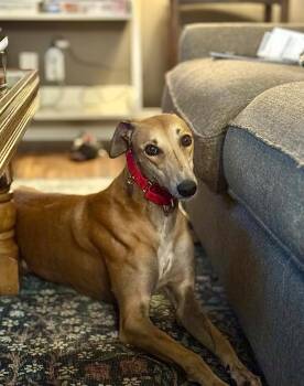 Rosie/Tickle Pink -  Greyhound Dog for Adoption in Bondurant, Iowa - Rosie/Tickle Pink | PetCurious
