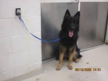 Bo (80) -  German Shepherd Dog Dog for Adoption in Marietta, Georgia - Bo (80) | PetCurious