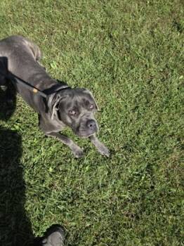 Rescue Mixed Breed Dogs for Adoption in Fallston, Maryland - Destiny | PetCurious