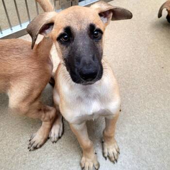 Monopoly -  Shepherd and Mixed Breed Dog for Adoption in Corpus Christi, Texas - Monopoly | PetCurious