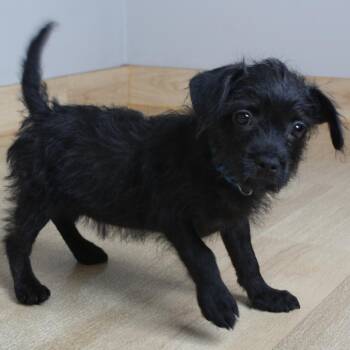 Fifi Fuzzypants D70055 -  Chihuahua and Terrier Dog for Adoption in Minnetonka, Minnesota - Fifi Fuzzypants D70055 | PetCurious