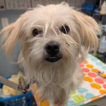 Shiloh -  Shih Tzu Dog for Adoption in New Castle, Delaware - Shiloh | PetCurious