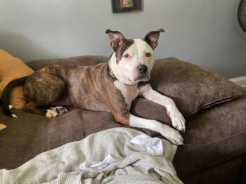 Rescue American Staffordshire Terrier and Pit Bull Terrier Dogs for Adoption in Baltimore, Maryland - Bug | PetCurious