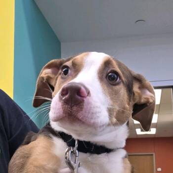 Mixed Breed Dogs Available for Adoption in Pittsburgh, Pennsylvania - Blurple | PetCurious