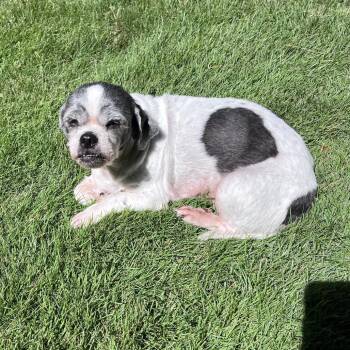 Zanie -  Shih Tzu and Mixed Breed Dog for Adoption in Helena, Alabama - Zanie | PetCurious