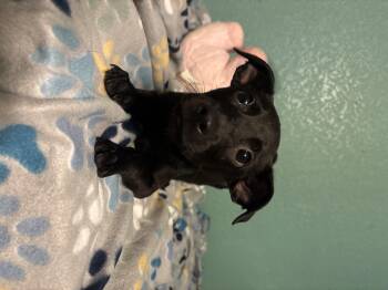 Rescue Mixed Breed Dogs for Adoption in Lorida, Florida - Fester | PetCurious