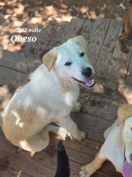 Queso -  Retriever and Terrier Dog for Adoption in Bloomfield, Connecticut - Queso | PetCurious