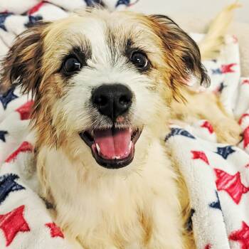 Mocha -  Terrier Dog for Adoption in Eustis, Florida - Mocha | PetCurious